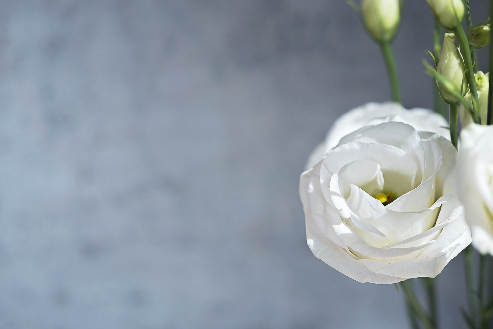 Beautiful White Rose